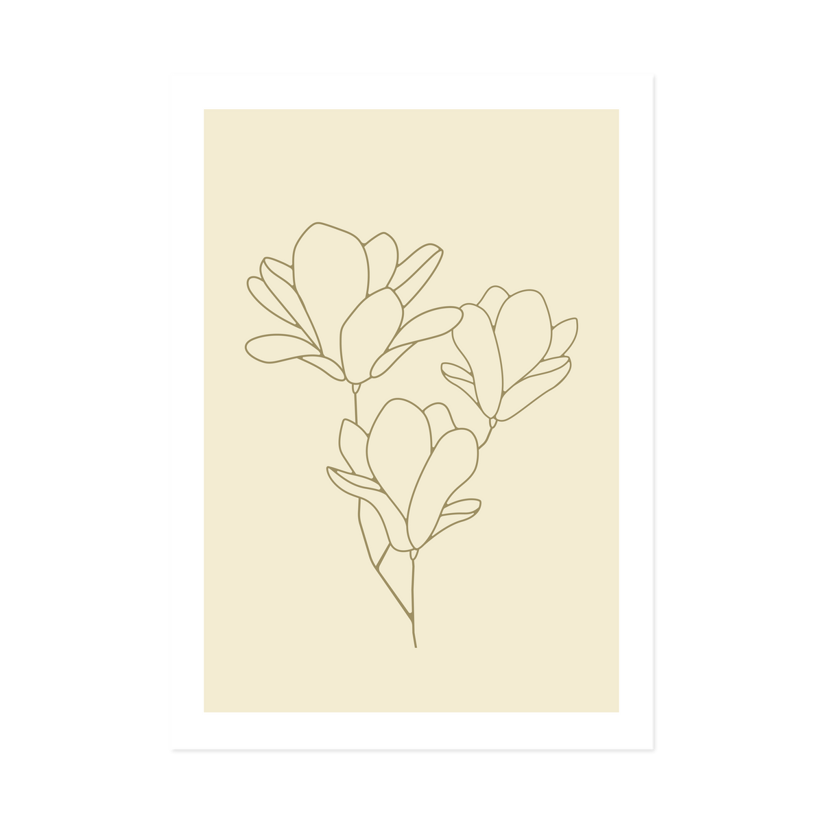Magnolia Olive